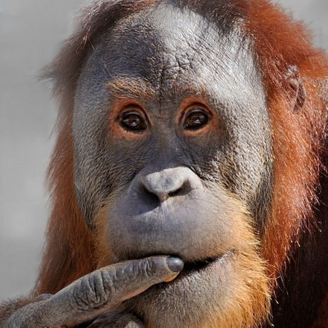 Orangutan Rocky
